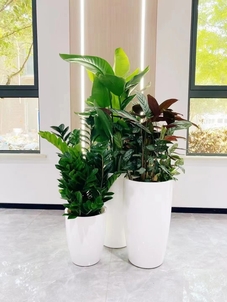 宁波镇海绿植租摆价格实惠